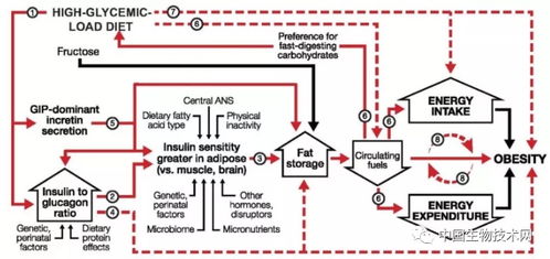 科研新發(fā)現(xiàn) 肥胖不是因為吃太多 科學家提出用 碳水化合物 胰島素模型 管理體重